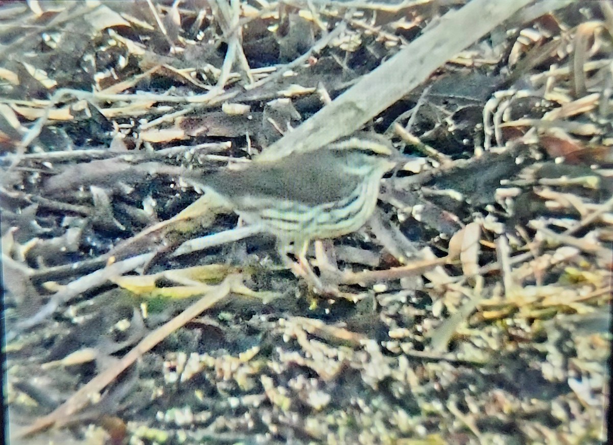 Northern Waterthrush - ML647514193