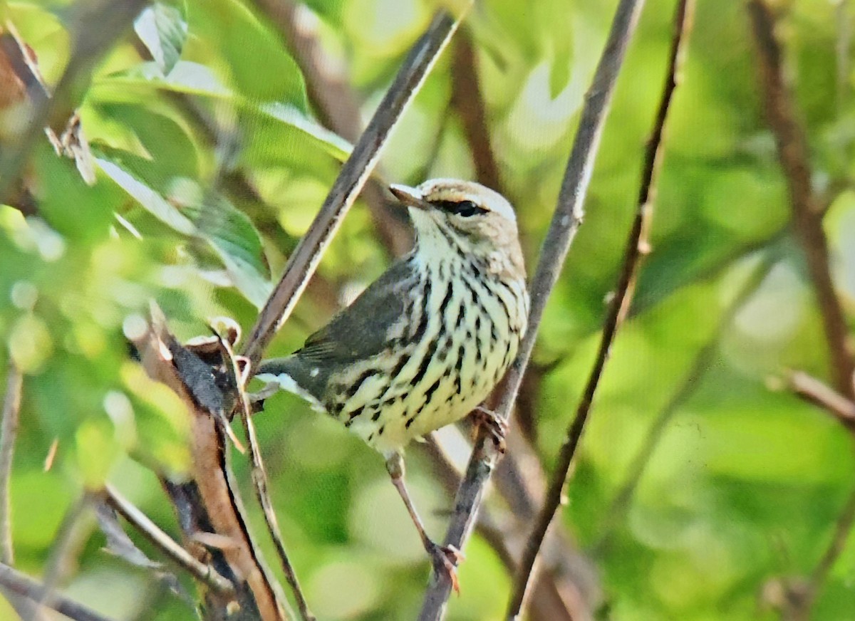 Northern Waterthrush - ML647514194