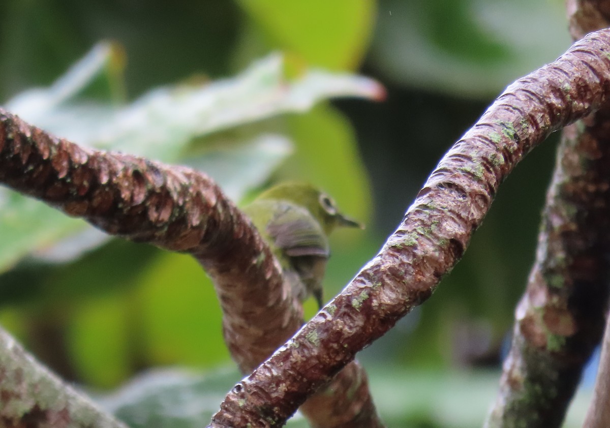 Warbling White-eye - ML647514235