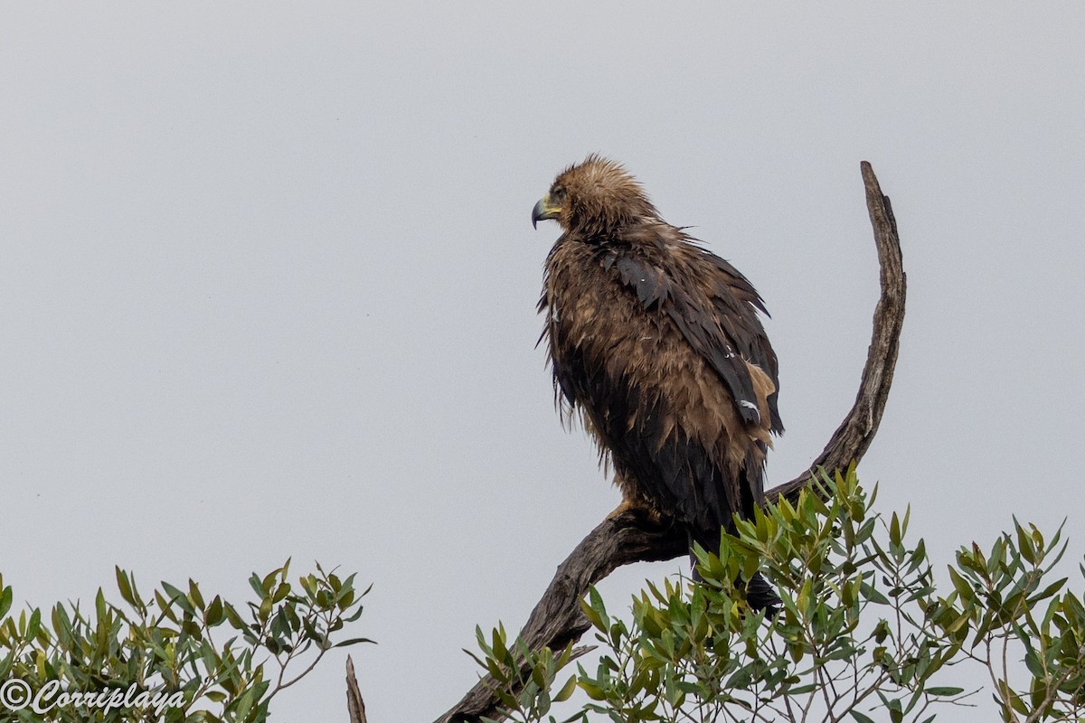 Tawny Eagle - ML647514261