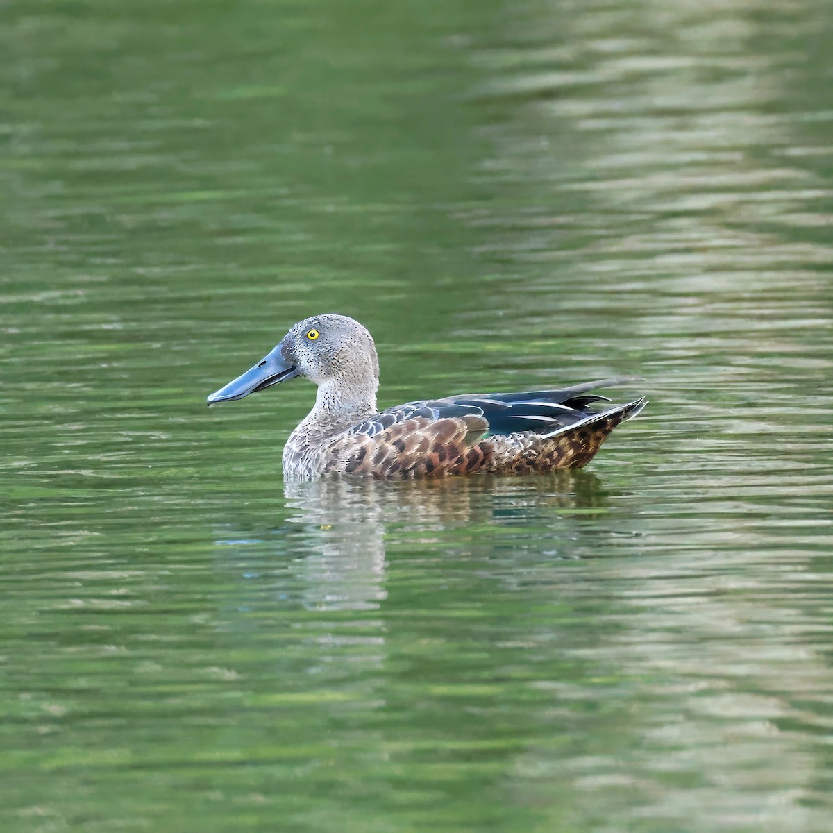 Австралийская широконоска - ML647514283