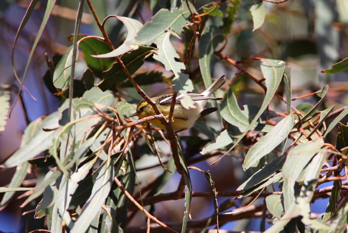 Blackburnian Warbler - ML647514288