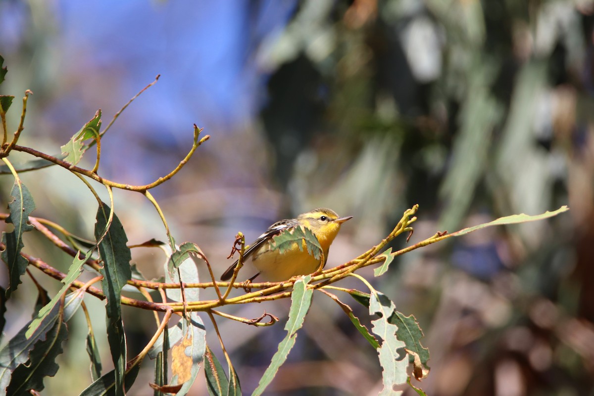 Blackburnian Warbler - ML647514289