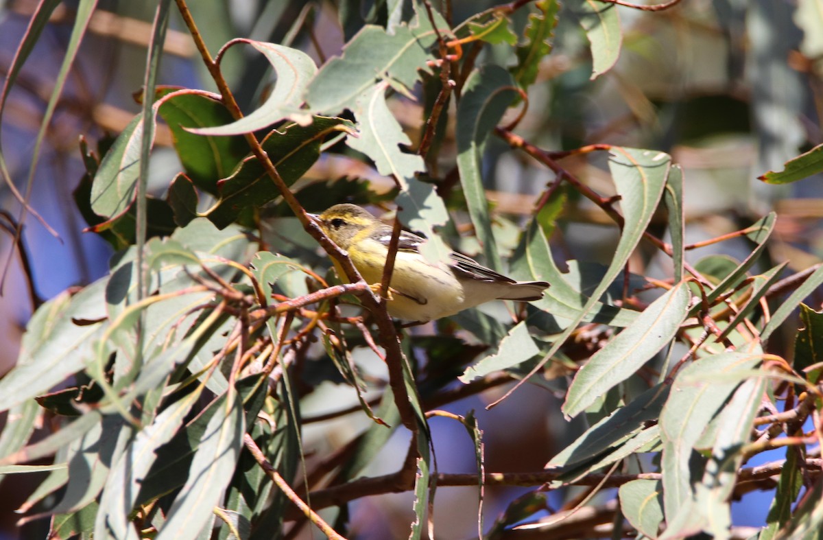 Blackburnian Warbler - ML647514290