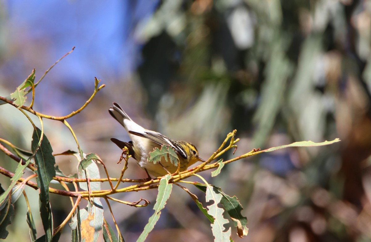 Blackburnian Warbler - ML647514291
