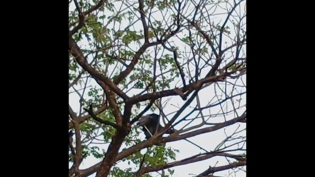 Black Vulture - ML647514304