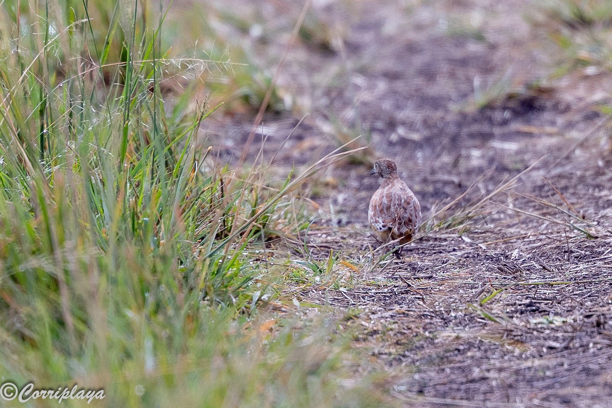 林三趾鶉 - ML647514307