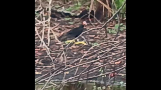 Lesser Yellow-headed Vulture - ML647514316