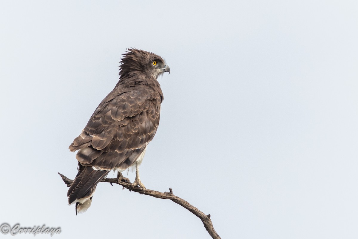 svartbrystslangeørn - ML647514329