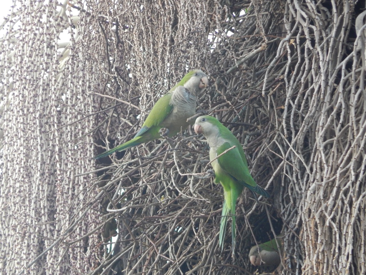 Mönchssittich - ML647514339