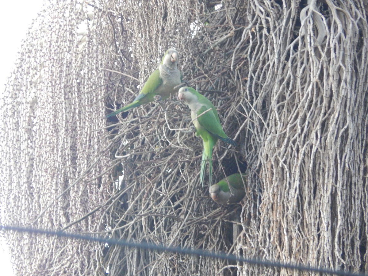 Mönchssittich - ML647514340