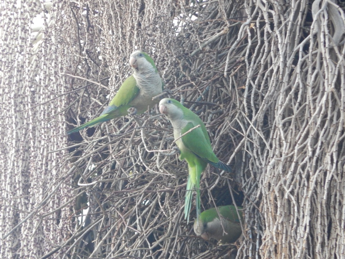 Mönchssittich - ML647514341