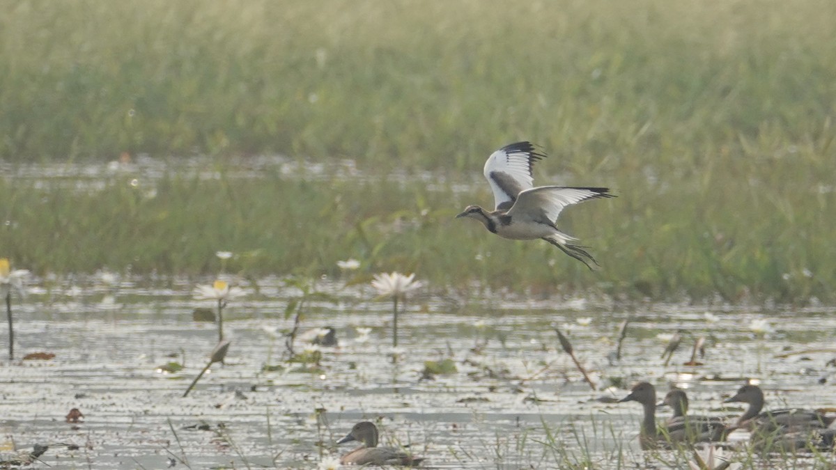 Jacana à longue queue - ML647514362