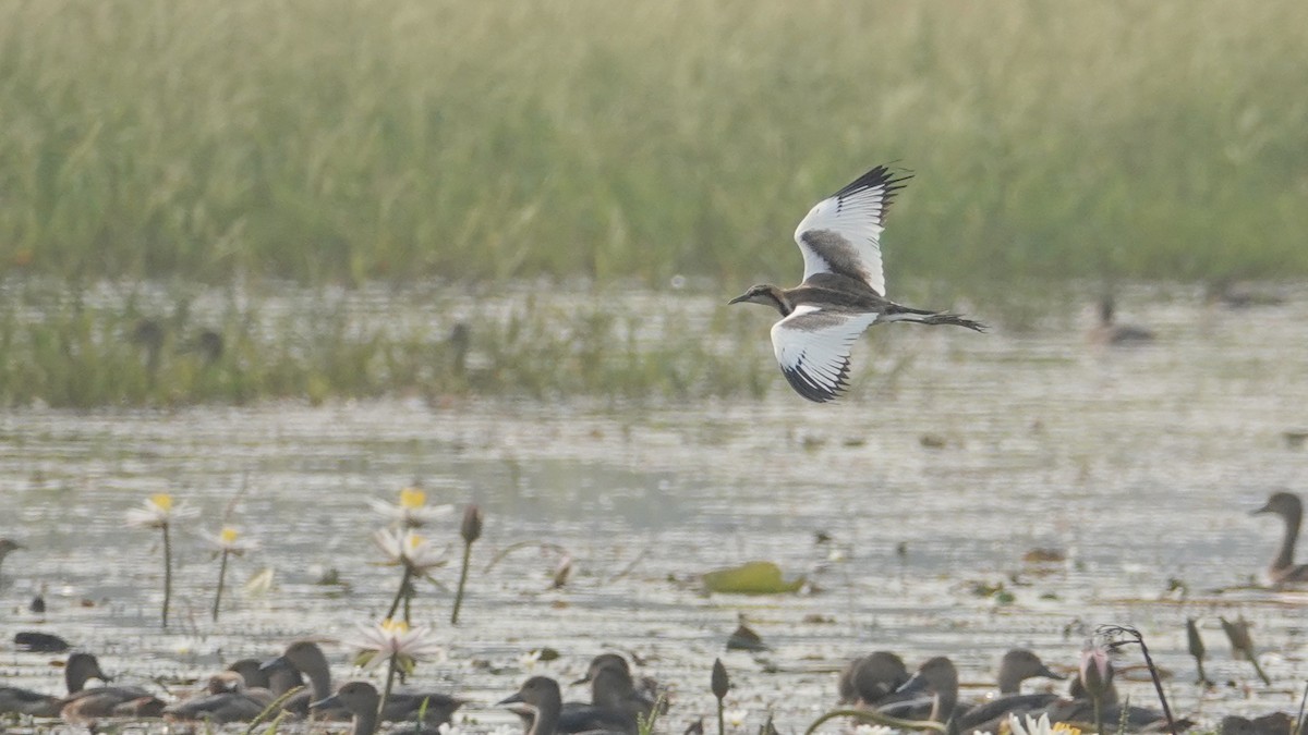 Jacana à longue queue - ML647514363