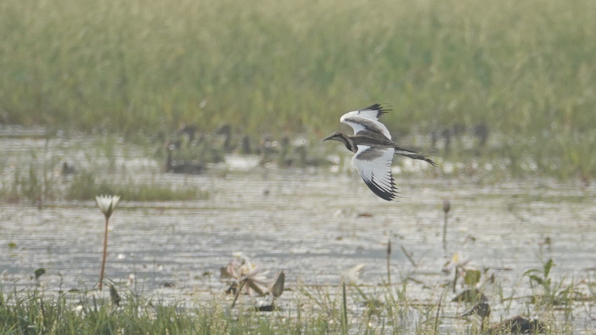 Jacana à longue queue - ML647514364