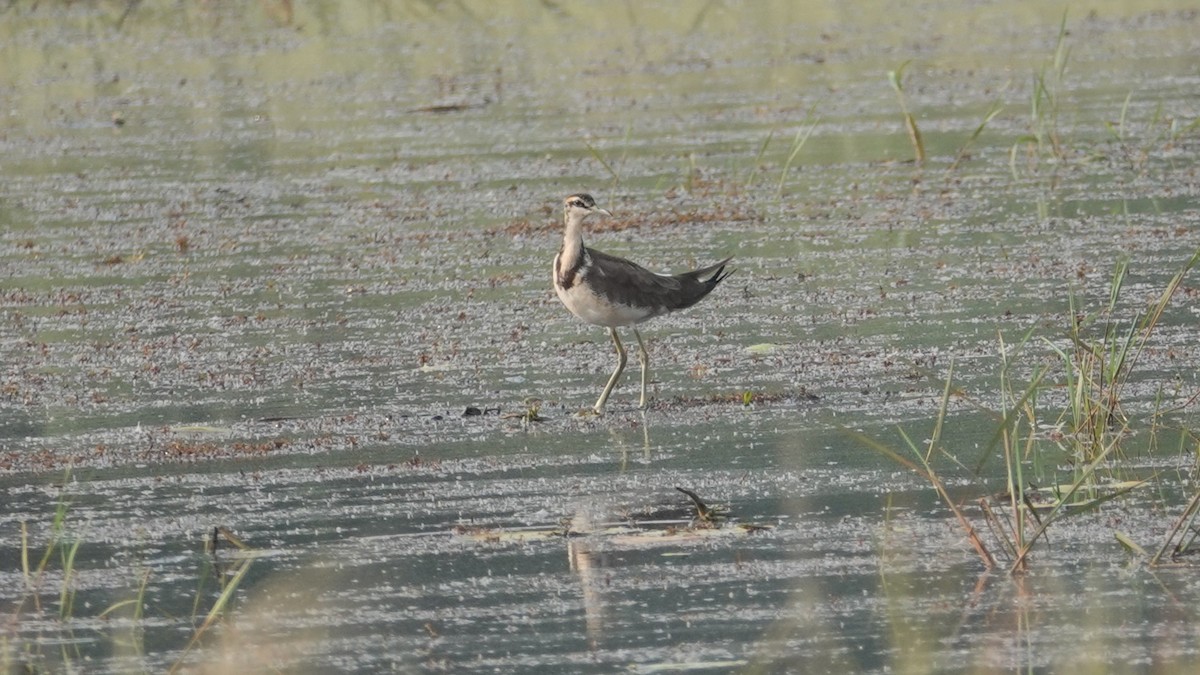 Jacana à longue queue - ML647514365