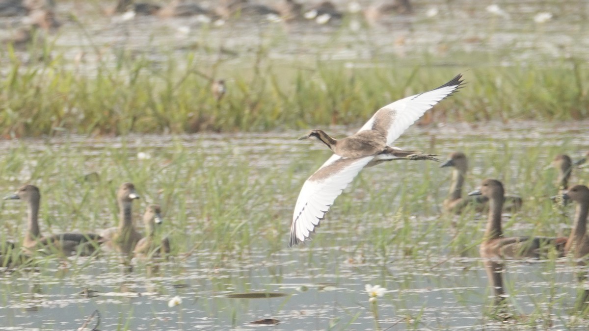 Jacana à longue queue - ML647514366