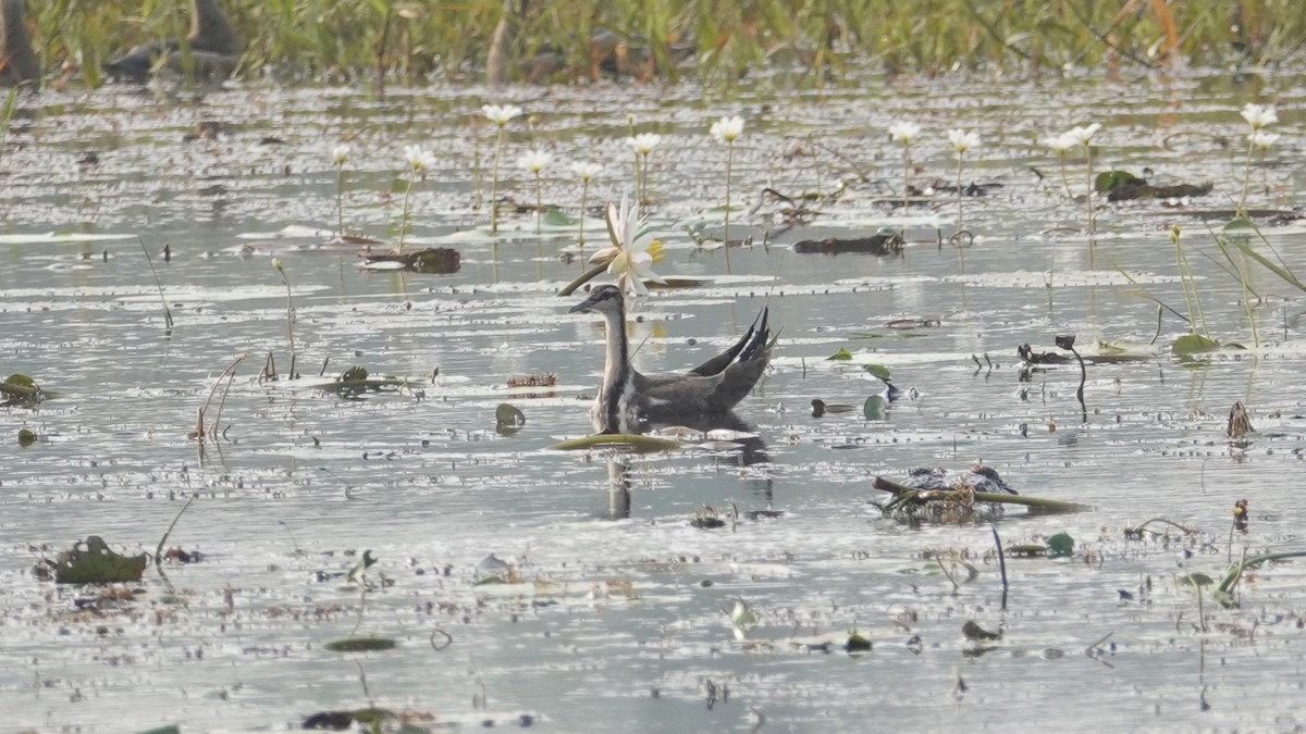 Jacana à longue queue - ML647514367