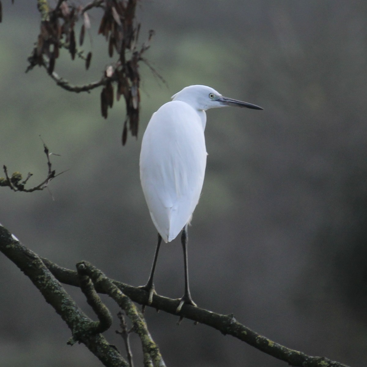 Little Egret - ML647514412
