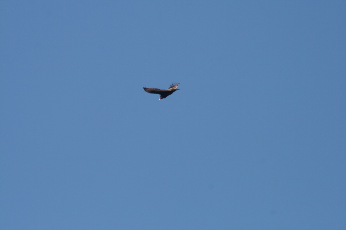 Turkey Vulture - ML647514421