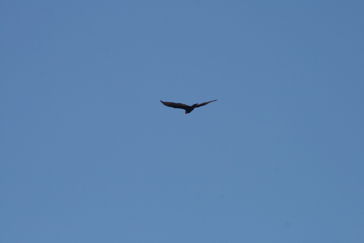 Turkey Vulture - ML647514422