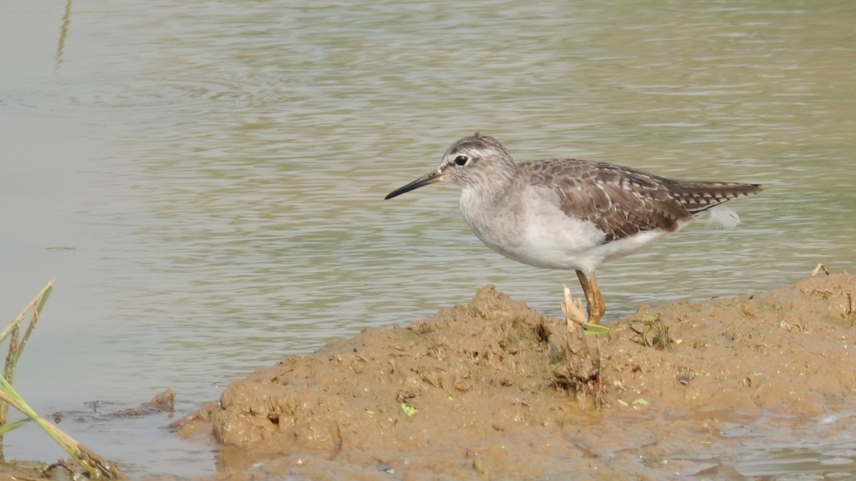 Wood Sandpiper - ML647514434