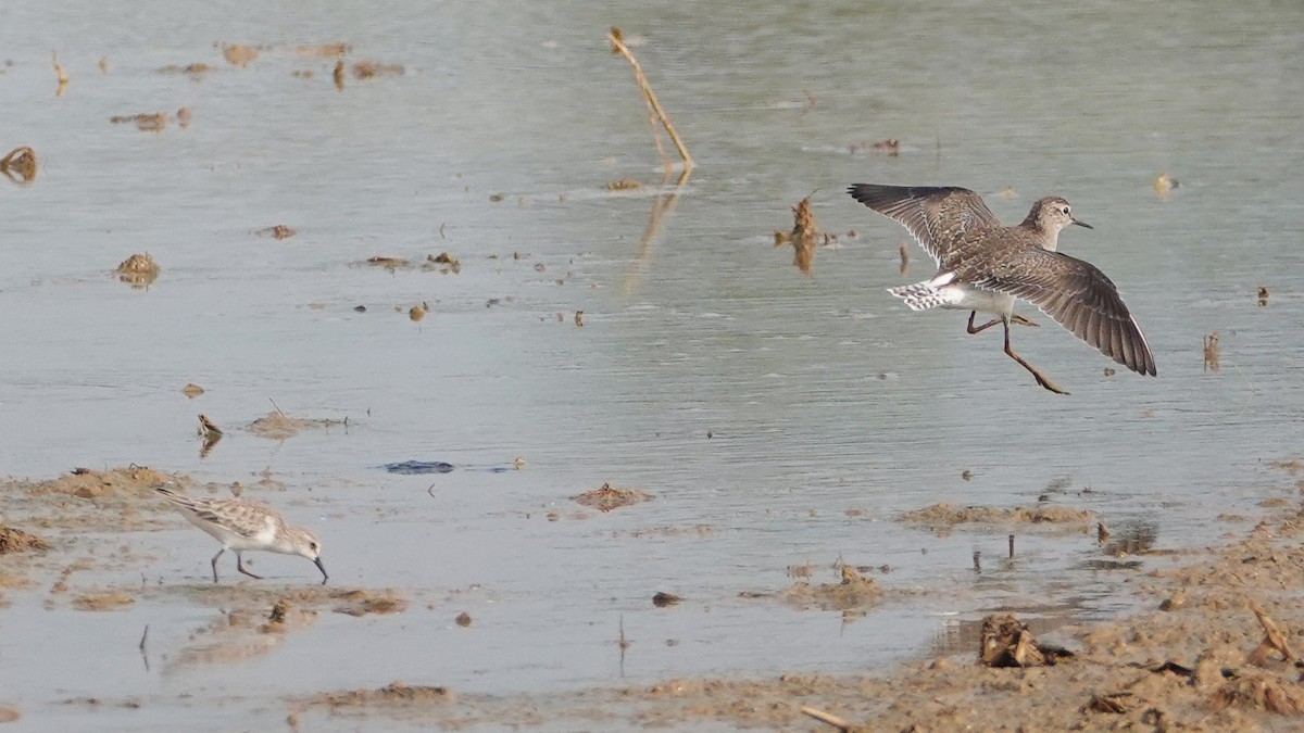Wood Sandpiper - ML647514435