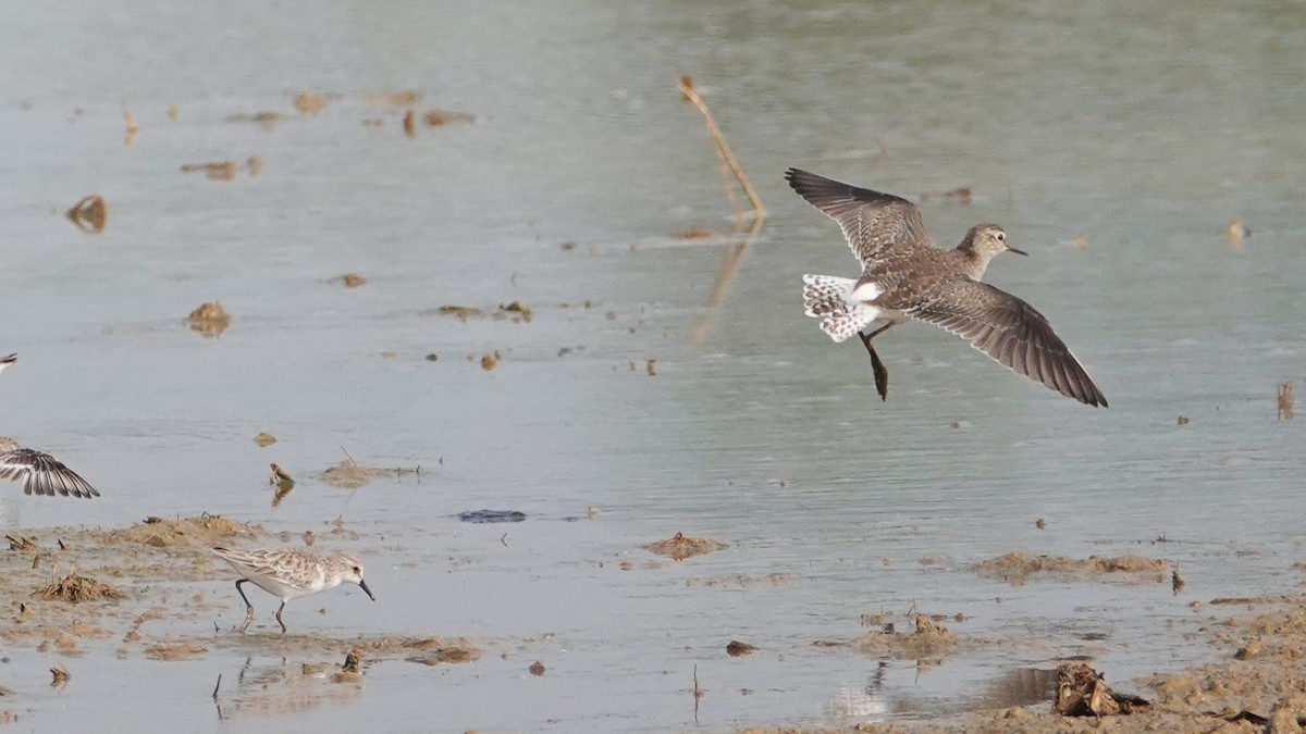 Wood Sandpiper - ML647514436