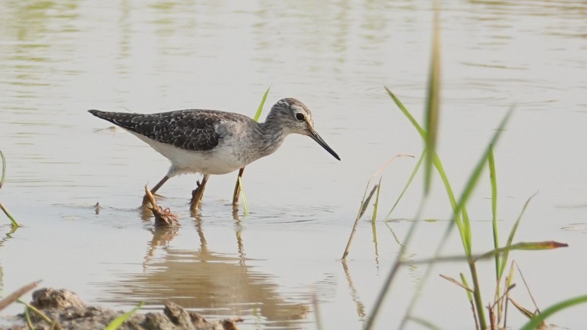 Wood Sandpiper - ML647514437