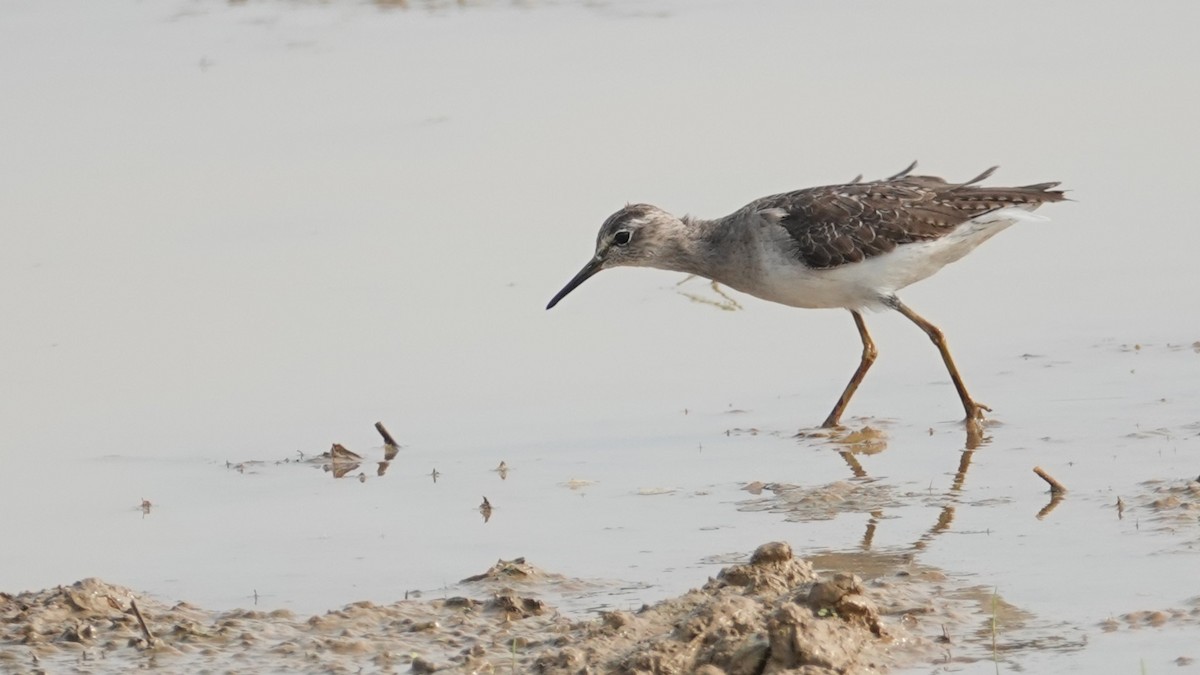 Wood Sandpiper - ML647514439