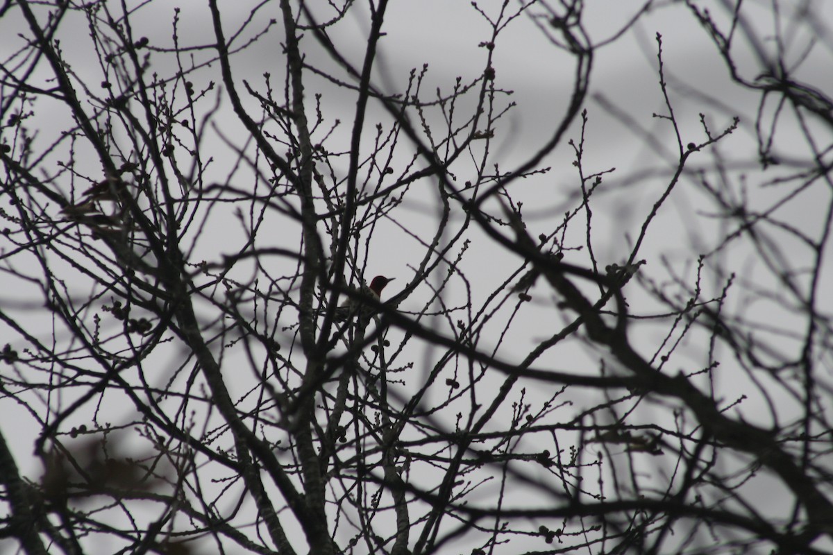 Red-headed Woodpecker - ML647514489