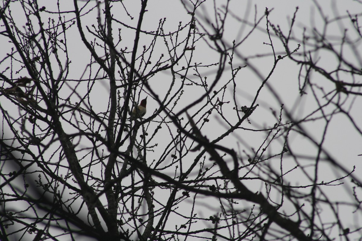 Red-headed Woodpecker - ML647514490