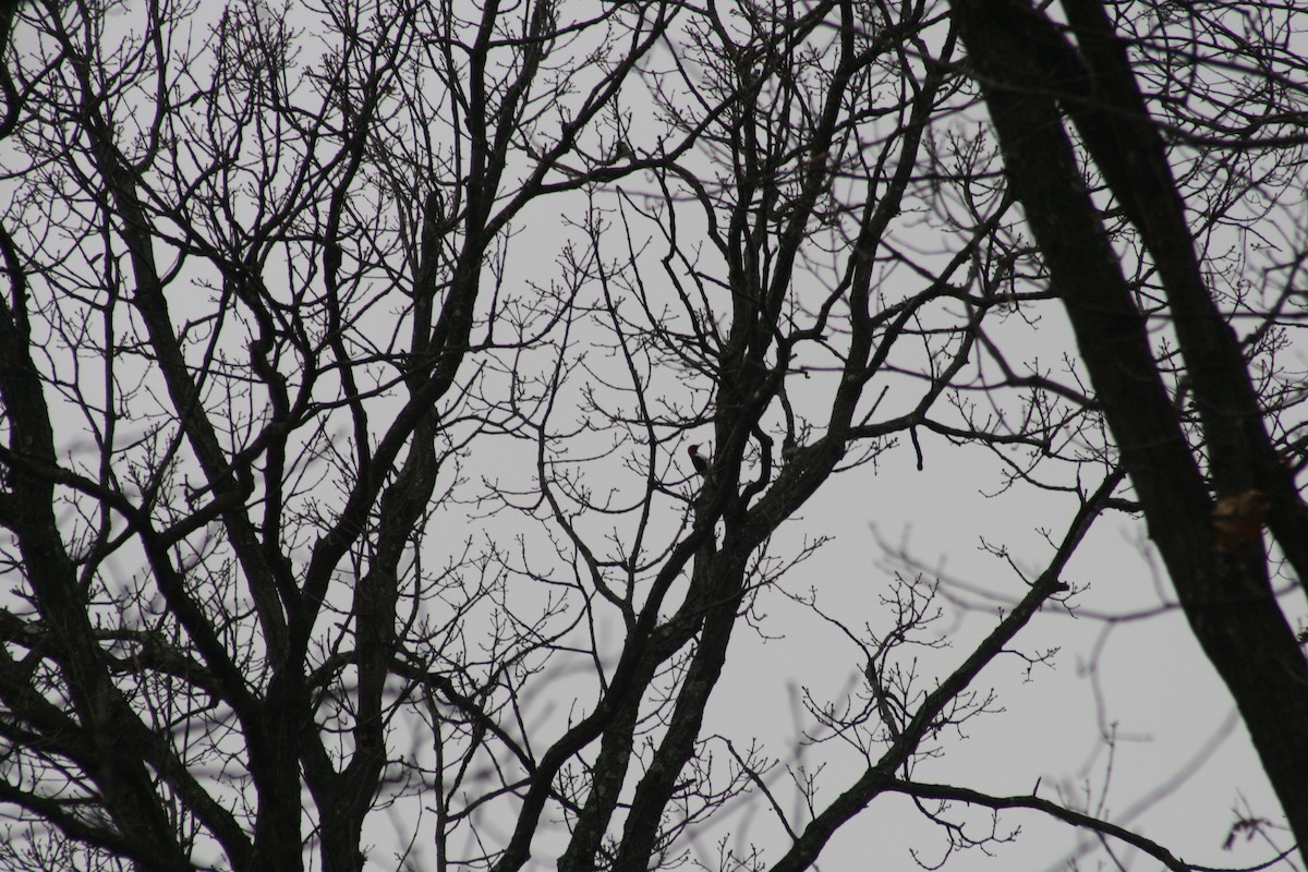 Red-headed Woodpecker - ML647514491