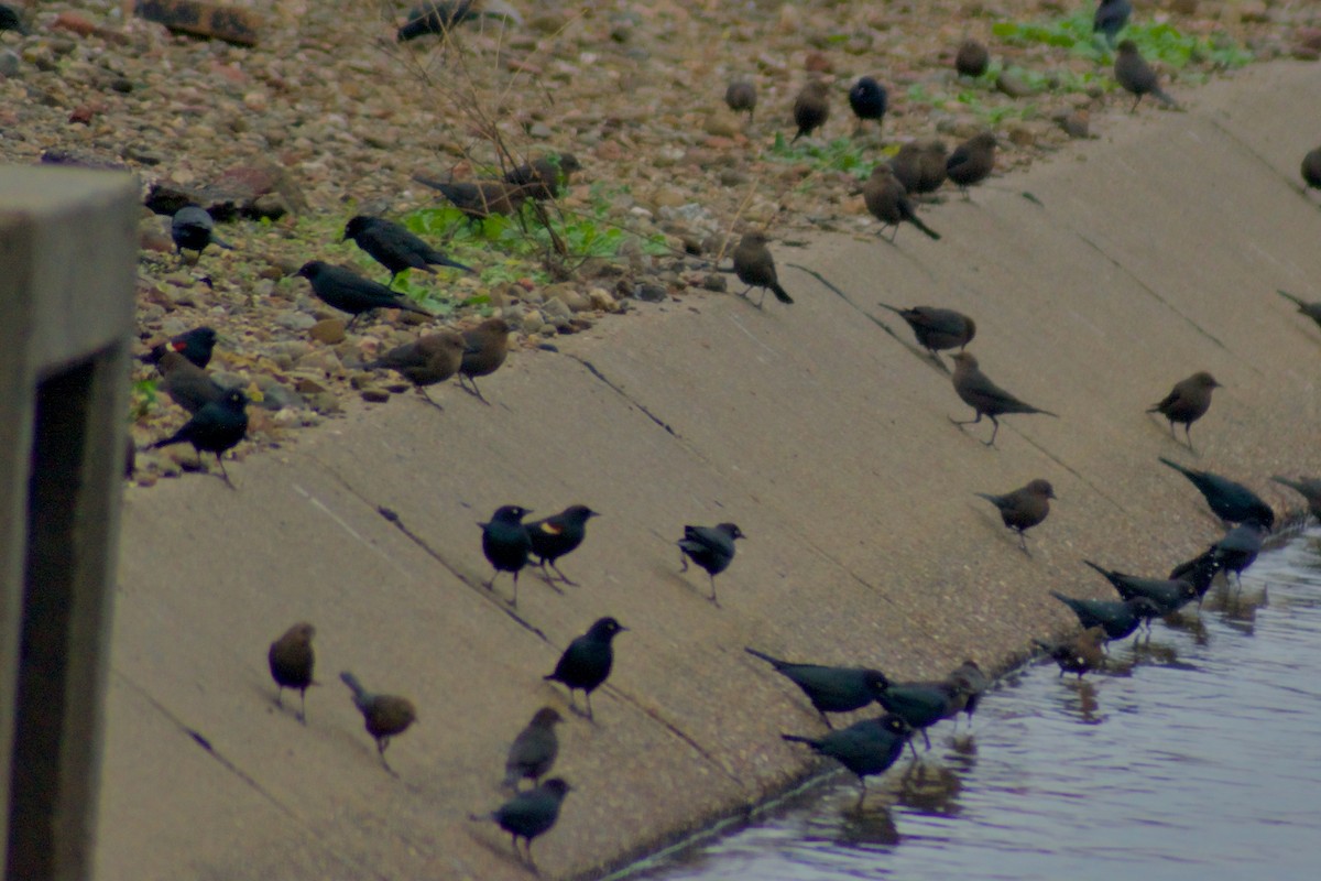 Tricolored Blackbird - ML647514501