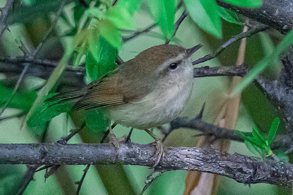 Aberrant Bush Warbler - ML647514534