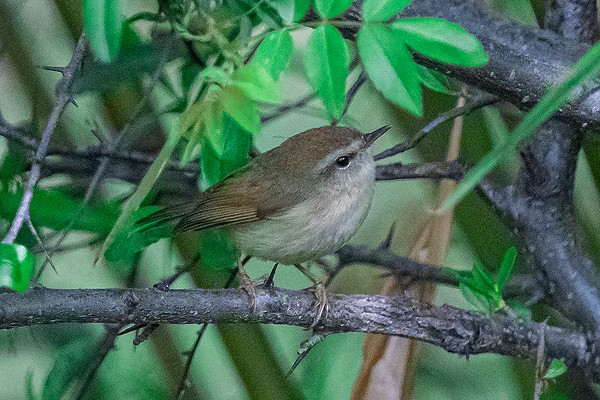 Aberrant Bush Warbler - ML647514535