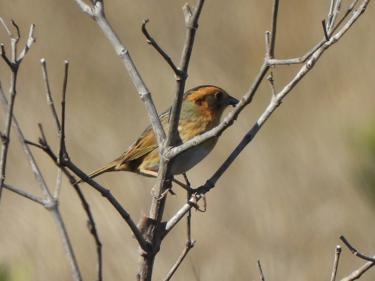 nålstjertspurv - ML647514536