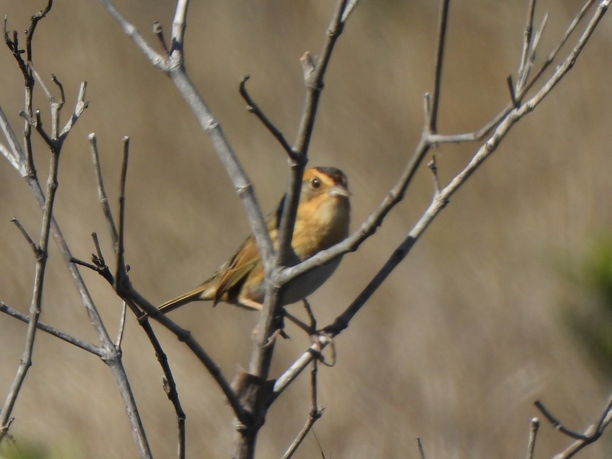 nålstjertspurv - ML647514537