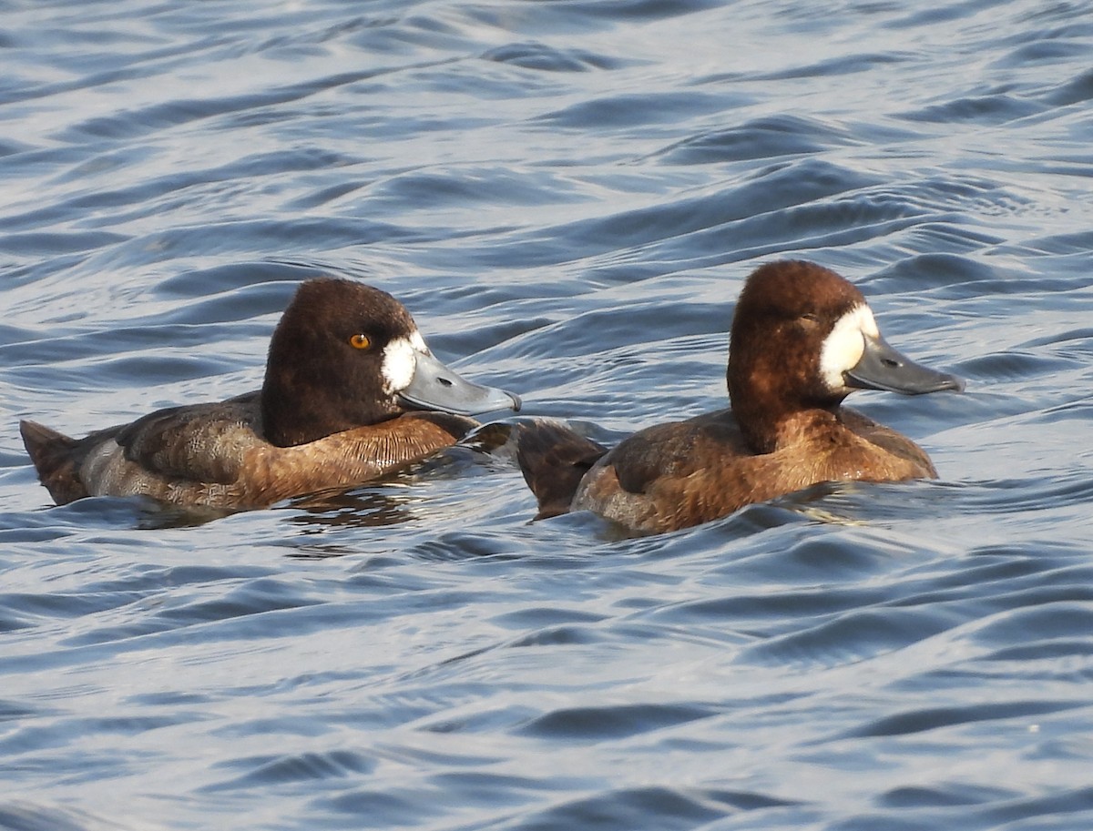 コスズガモ - ML647514540