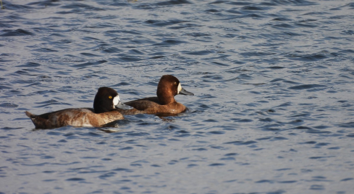 コスズガモ - ML647514544