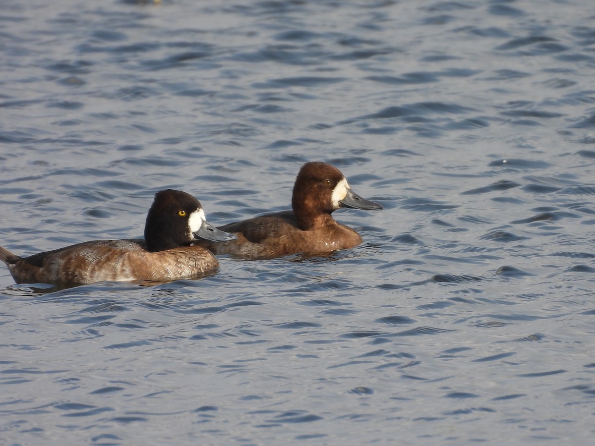 コスズガモ - ML647514547