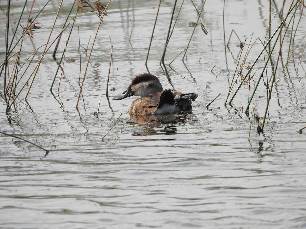 Amerika Dikkuyruğu - ML647514559