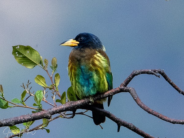 Great Barbet - ML647514570