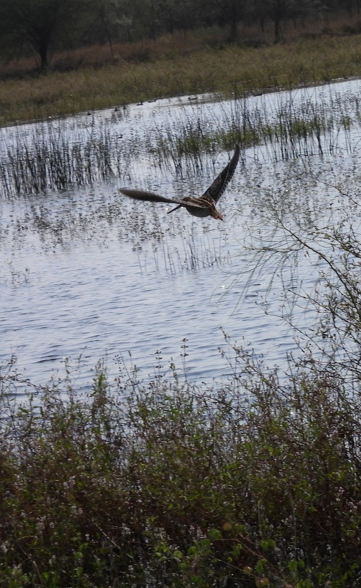 Agachadiza de Wilson - ML647514591