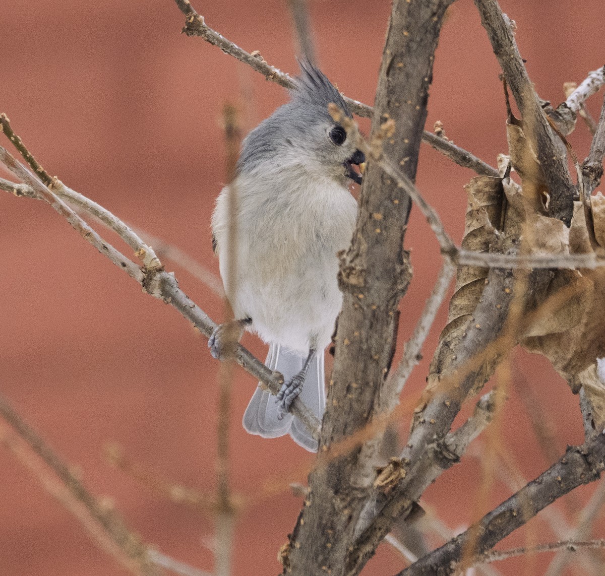 Herrerillo Bicolor - ML647514592