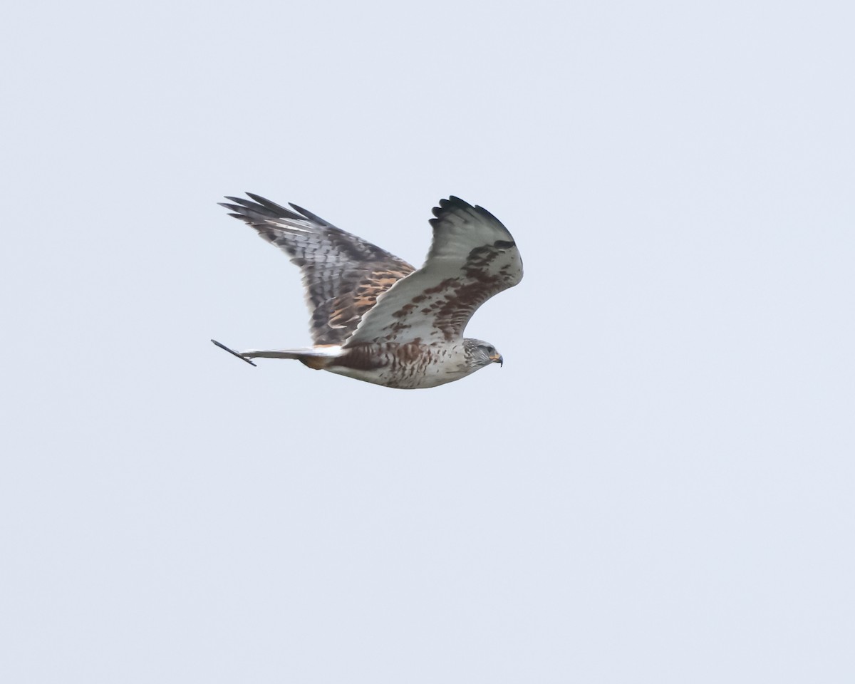 Busardo Herrumbroso - ML647514593