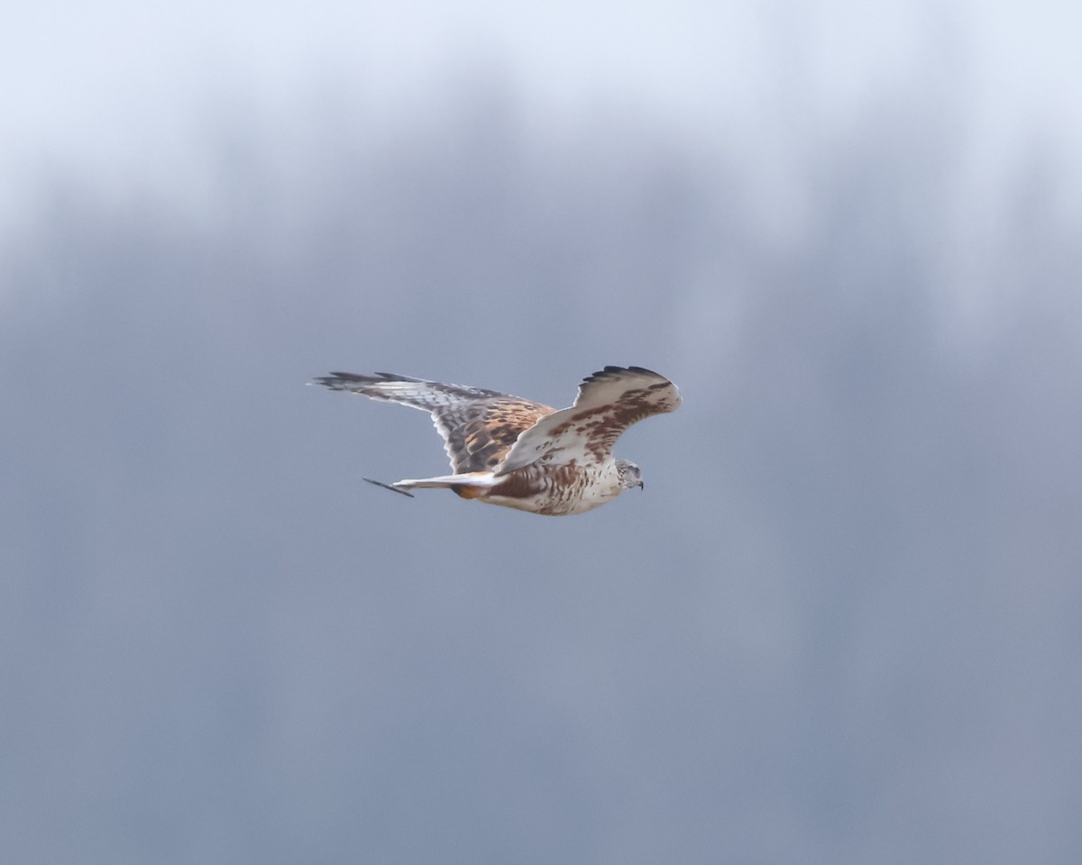 Busardo Herrumbroso - ML647514594