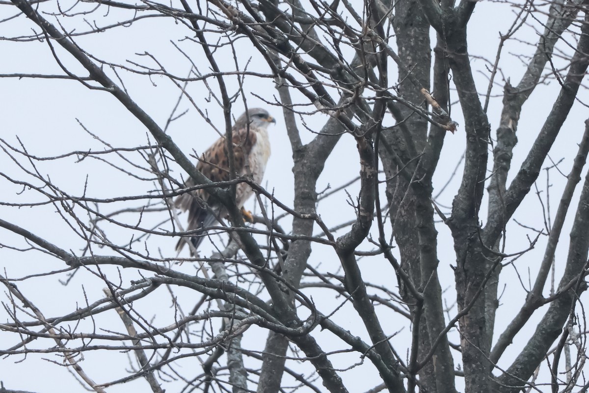 Busardo Herrumbroso - ML647514595