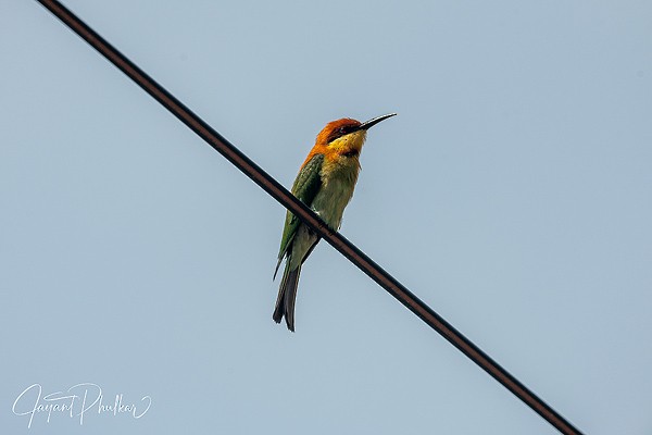 Abejaruco Cabecirrufo - ML647514596