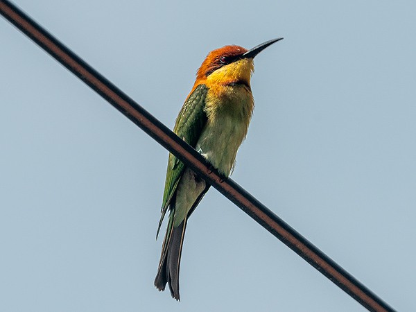 Abejaruco Cabecirrufo - ML647514597